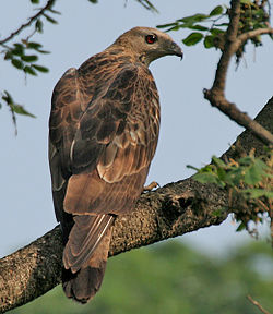 250px-Oriental_Honey-buzzard_(Pernis_ptilorhynchus)-_Male_at_Kolkata_I_IMG_7451