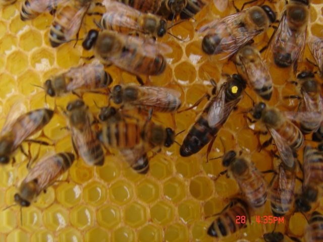 養蜂＆はちみつコラム